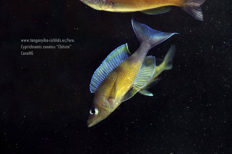 Cyprichromis zonatus 'Chituta Bay'